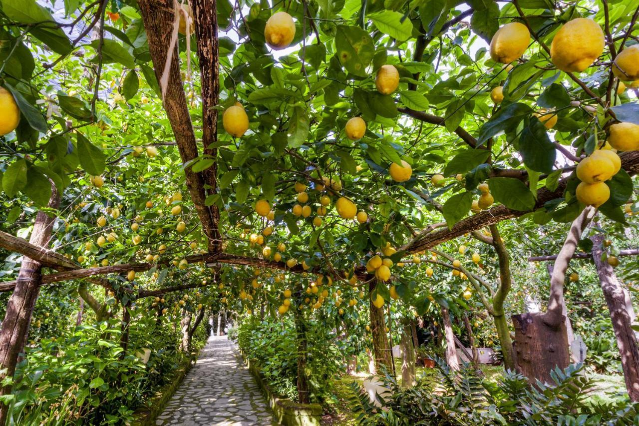 Villa Maresca B&B Piano di Sorrento Exterior photo